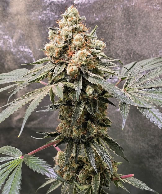 High-quality cannabis plant with dense buds and vibrant green leaves. Perfect for medicinal and recr.