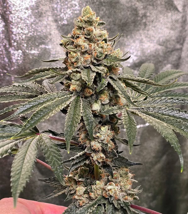 High-quality cannabis plant with dense buds and vibrant green leaves. Perfect for connoisseurs and m.