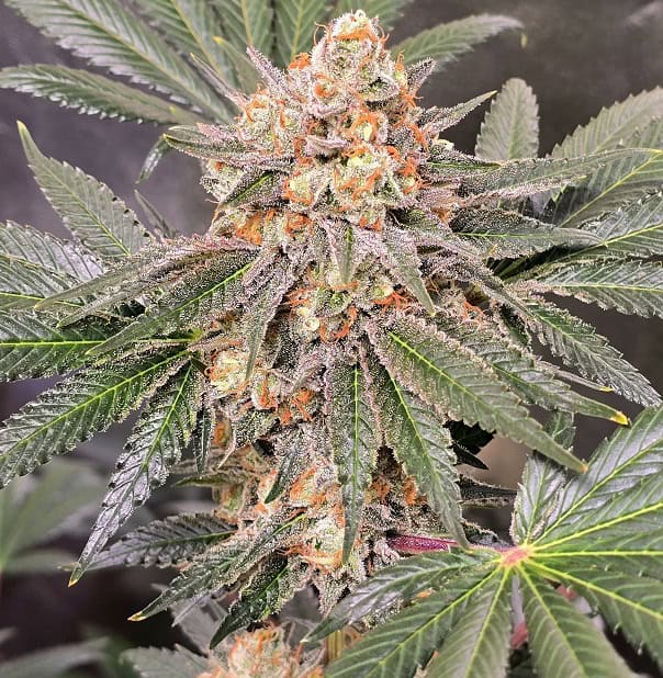 High-quality cannabis bud with vibrant orange pistils and frosty trichomes. Perfect for connoisseurs.