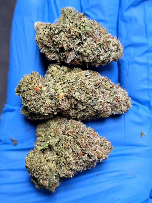 High-quality cannabis buds with dense, trichome-covered flowers on a blue background.