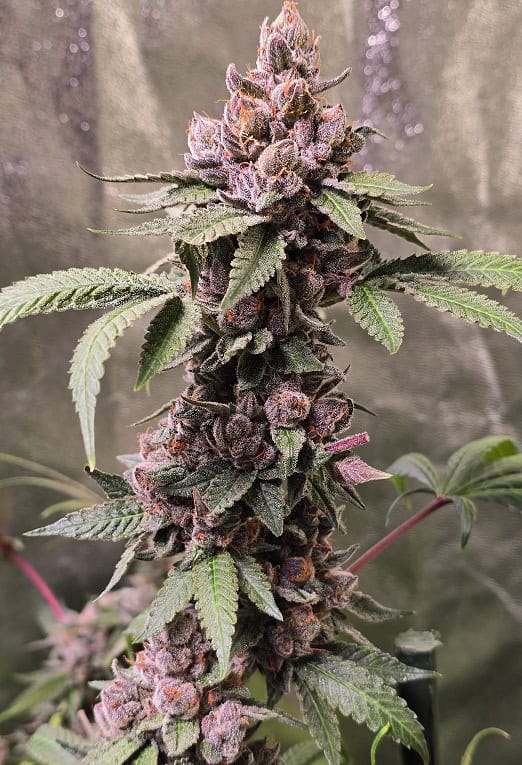 Mature cannabis plant with dense purple buds and green leaves.
