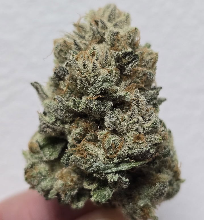 Close-up of a frosty cannabis bud with trichomes and orange hairs.