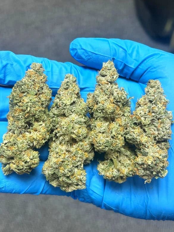 Hand holding cannabis buds in blue glove, close-up view.