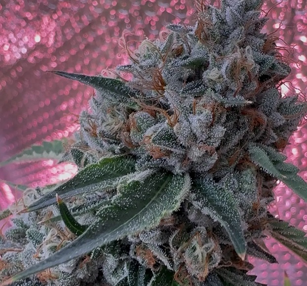 josh d og - bonded by bud - Image 4