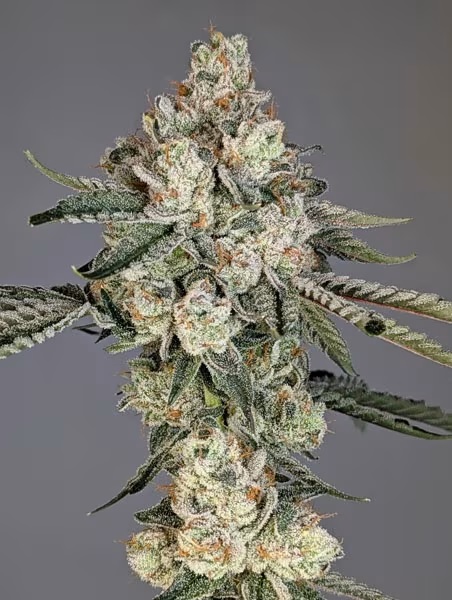 Cipher Genetics - Louis Lobster - Image 4