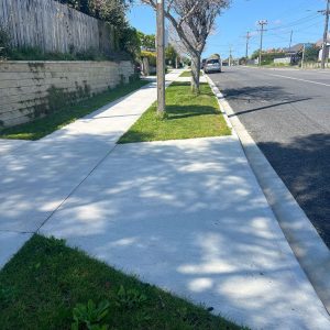 Pruned tree by footpath with sidewalk and residential street in background.