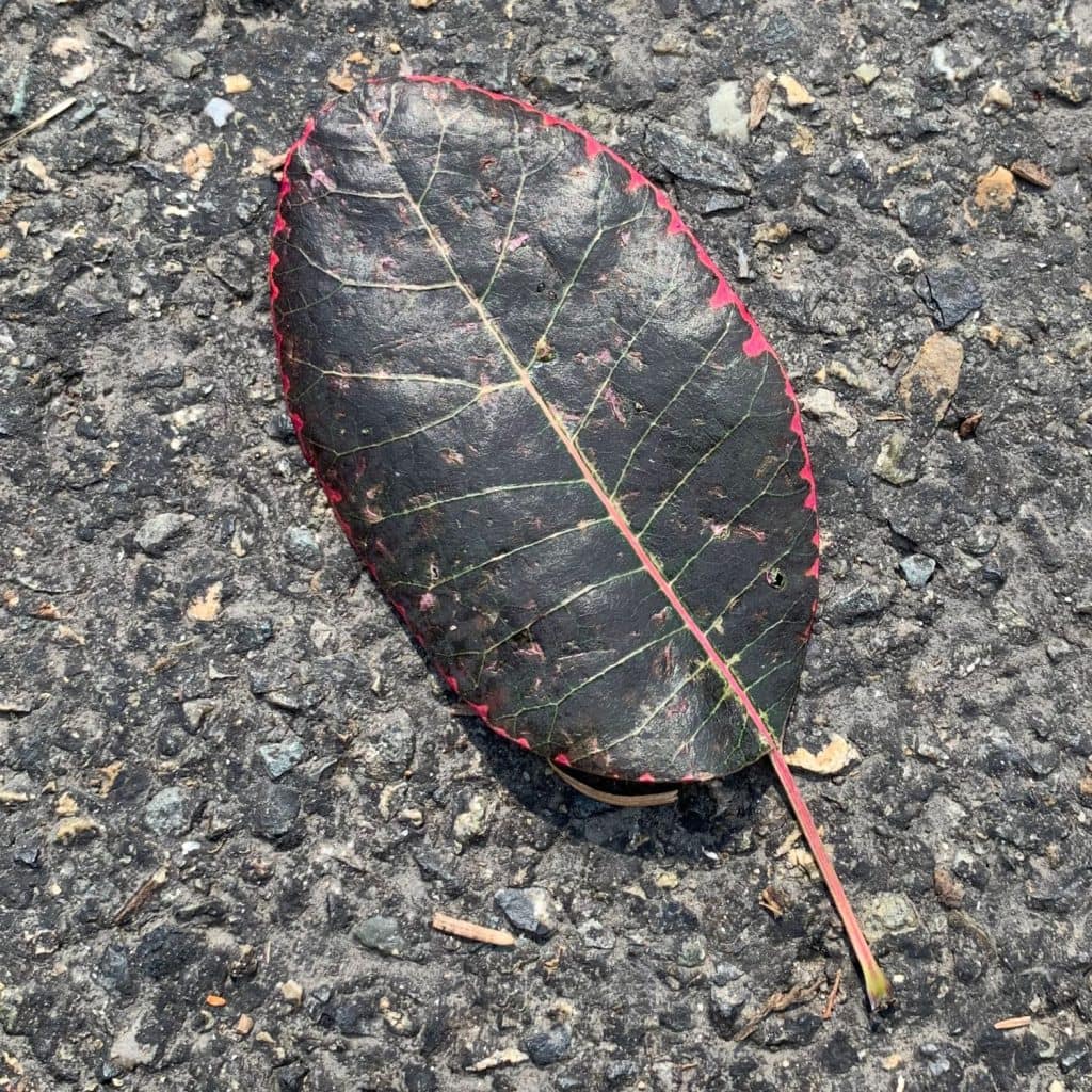 A fallen leaf resting on asphalt that has become to decompose into a beautiful deep black with bright red edges, perfectly exemplifying the Goth Zen concept of exquisite decay.