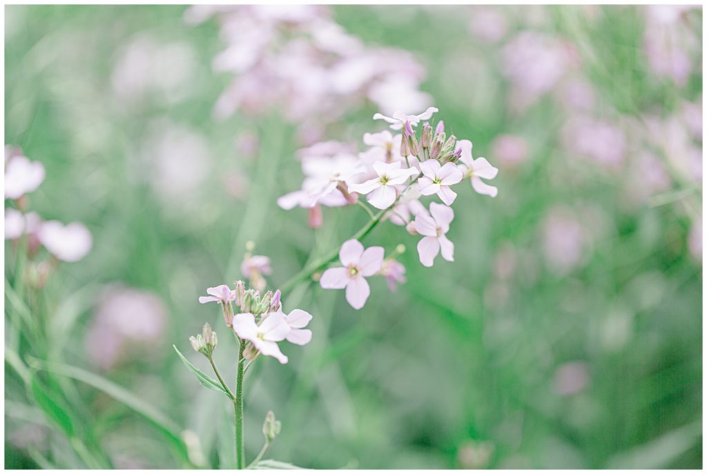 Backyard in Carp – Engagement Session