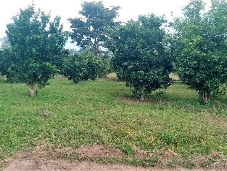 Orange Fruit Garden promoting feeding program at Sunni Primary School
