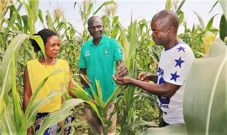 Farmers participating in peer learning activities on modern farming practices in a community maize garden