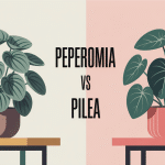illustration peperomia vs pilea salon lumineux déco