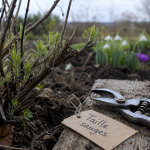 Quand tailler les sauges : sécateur sur sauge au printemps