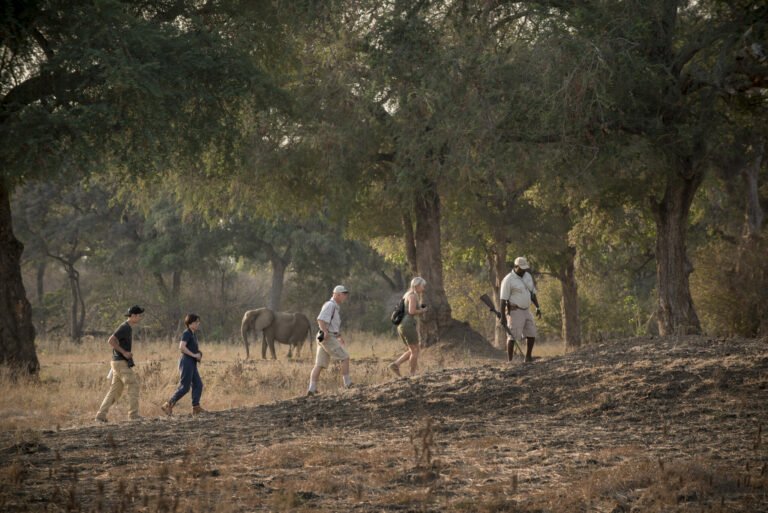 Family on walking safari