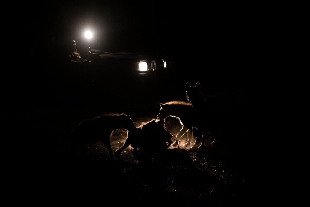 Night Safaris and Nocturnal Wildlife