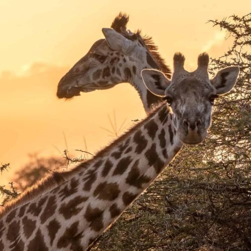 Giraffes
