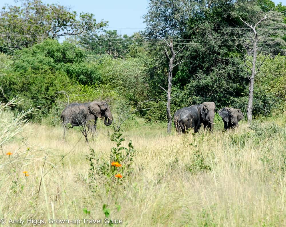 Elephants Vic Falls Rainforest Park