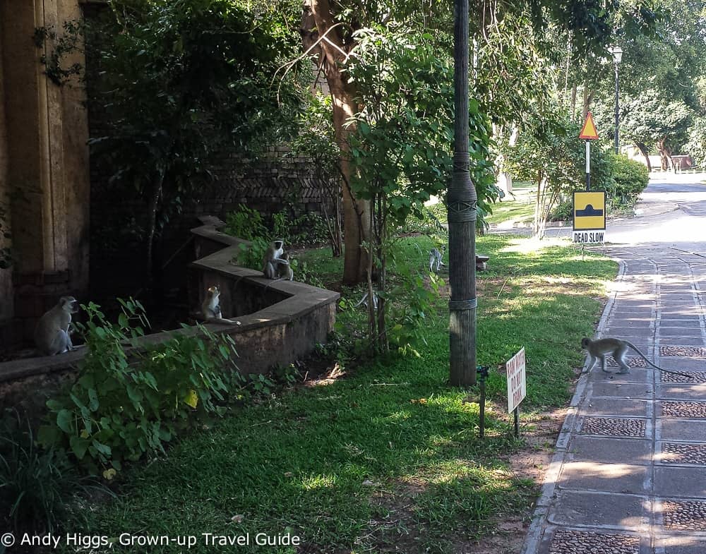 Monkeys on way to Vic Falls Hotel