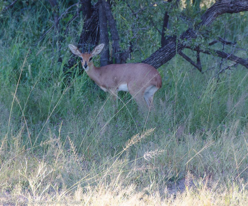 Steenbok