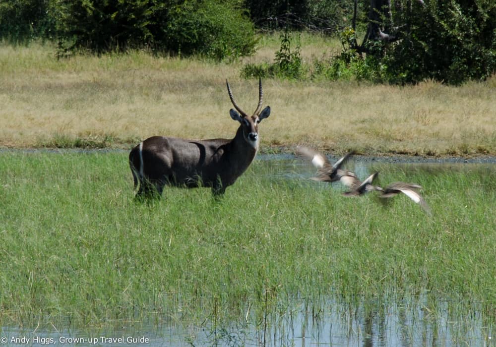 Waterbuck and birds