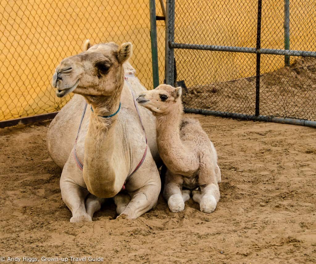 Desert safari camels