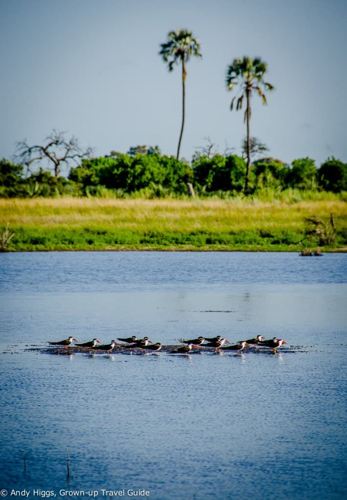 African skimmers on water