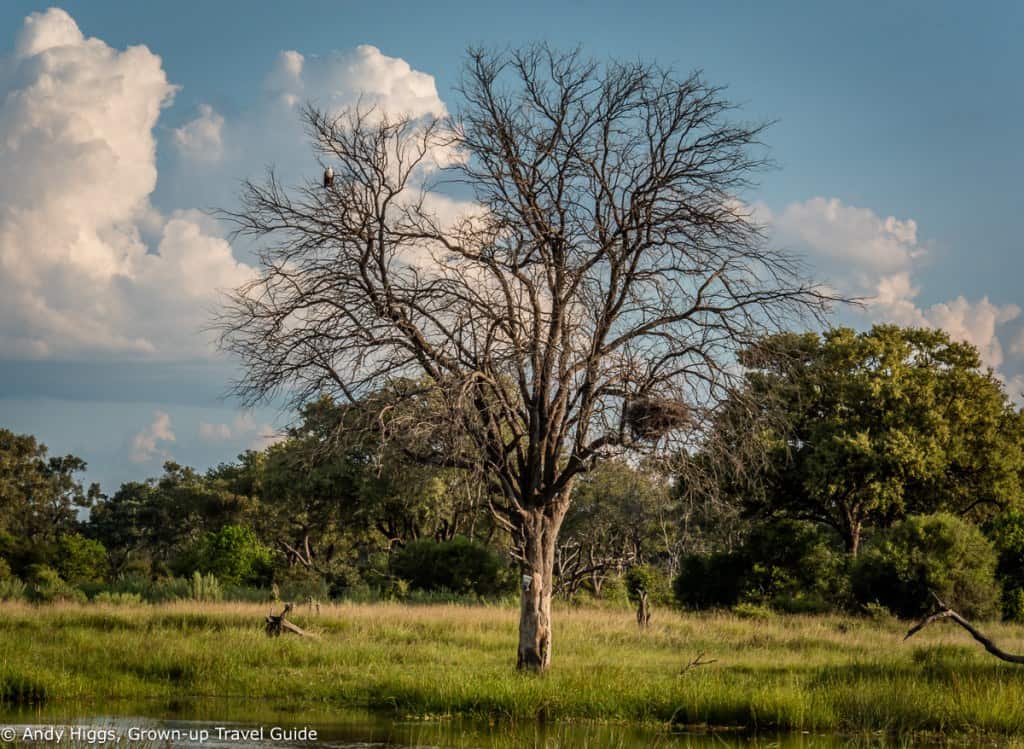 Fish eagle in tree