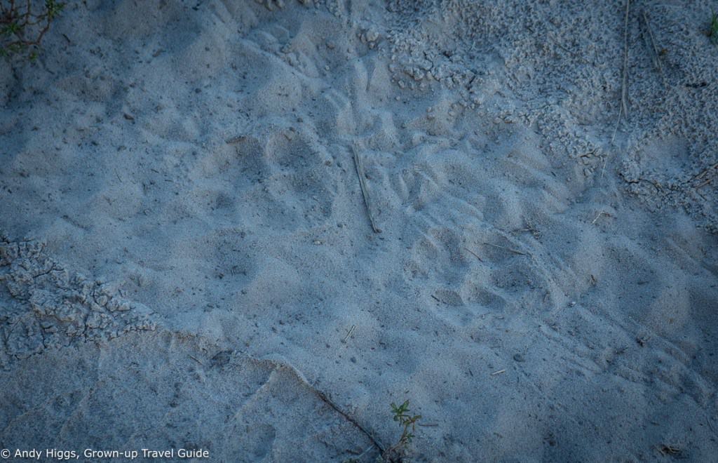 Lion tracks