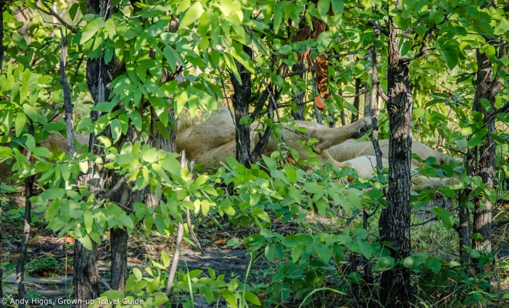 Two sleeping lions