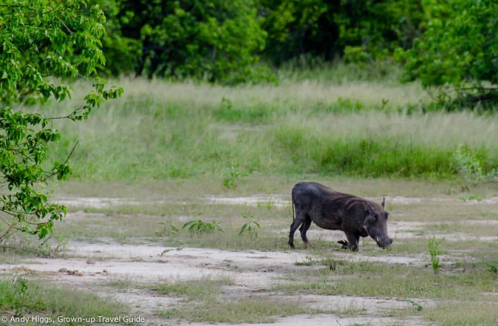 Warthog feeding