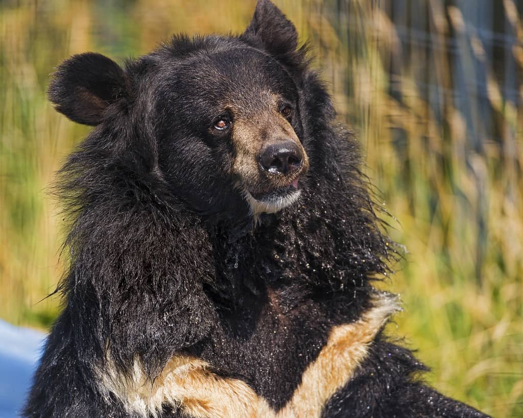 Outdoors in Ontario: Safety Tips for Sharing Nature With Bears