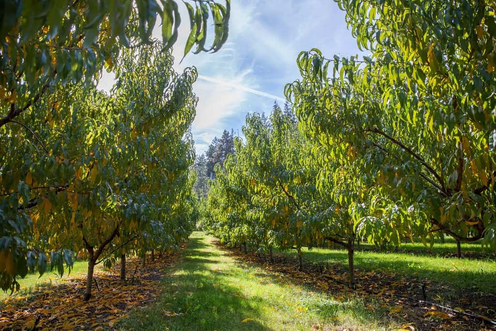 30314932306_cffbed726e_b