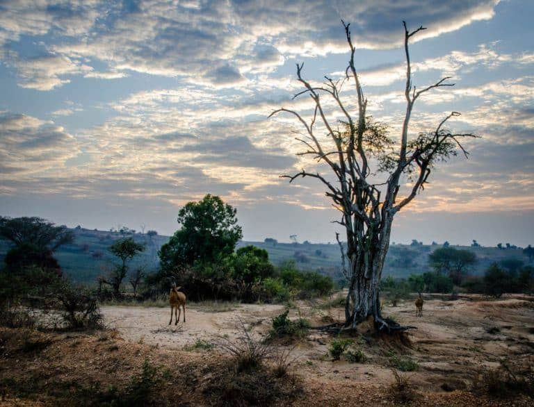 Visiting Kampala and Murchison Falls National Park in Uganda