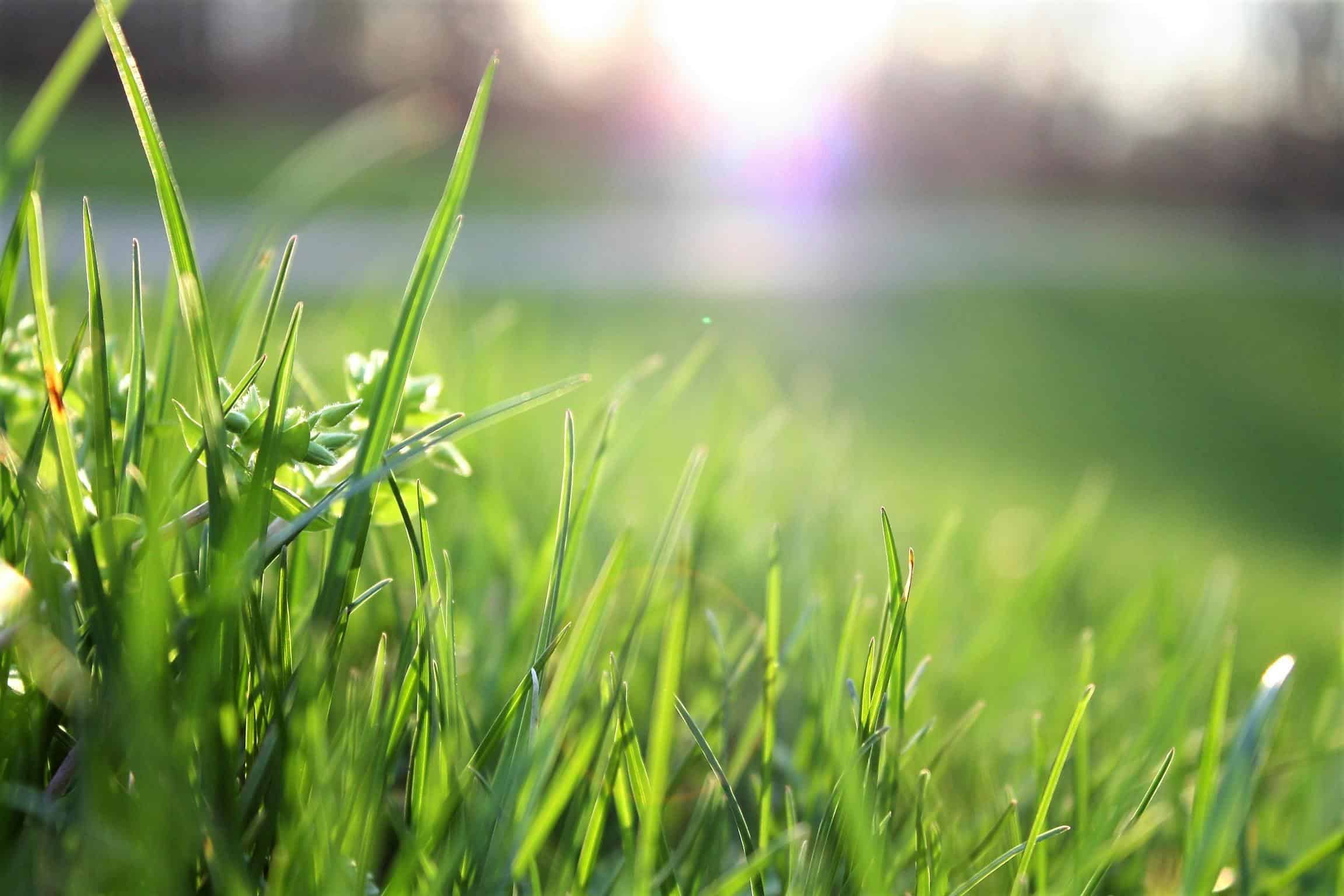 A close up of green grass in the sun.