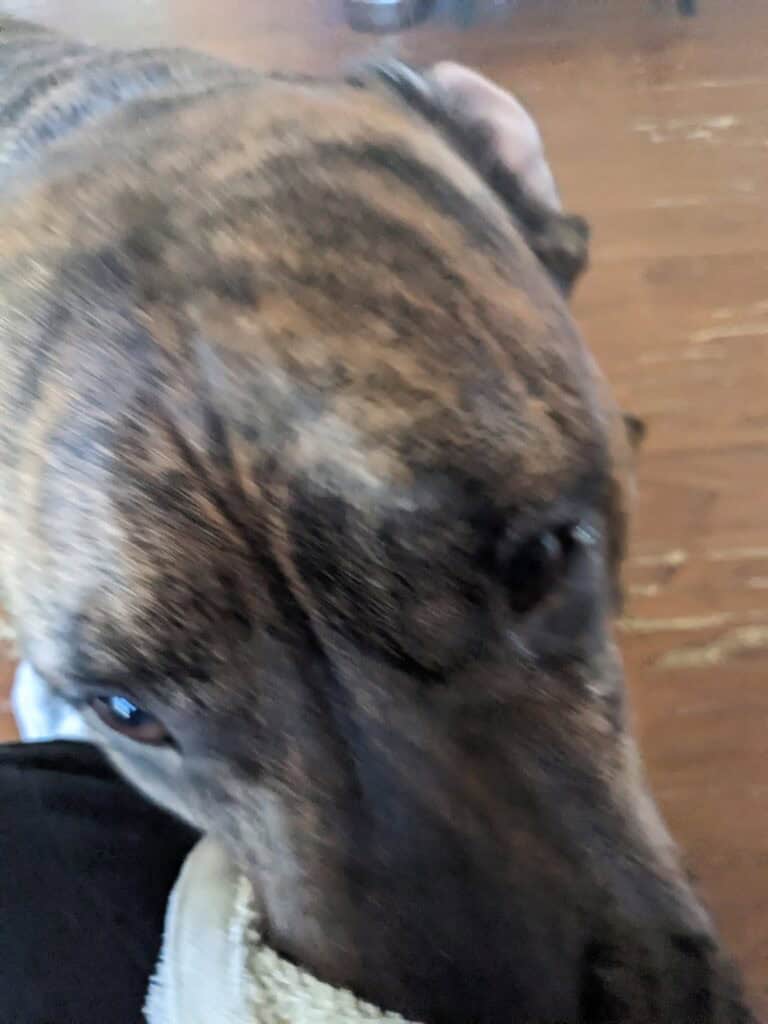 picture of our dog Smokey