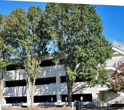 Parking Garage Surrounded by Trees