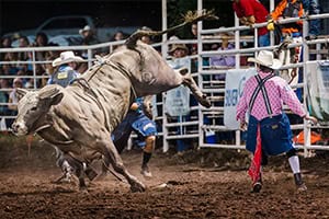 Several American Freestyle Bull Fighters competing for a high score while a large white bull bucks around the arena.