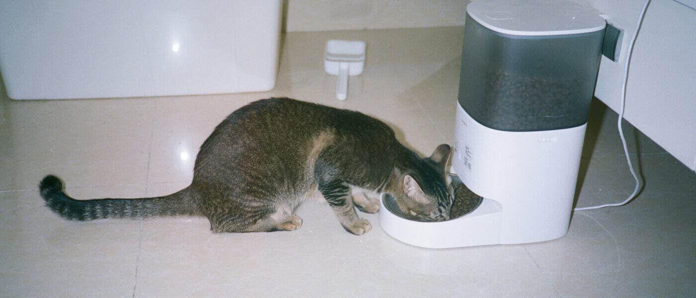 Best Automatic Cat Feeders in 2026: For Stress-Free Feeding on Any Schedule