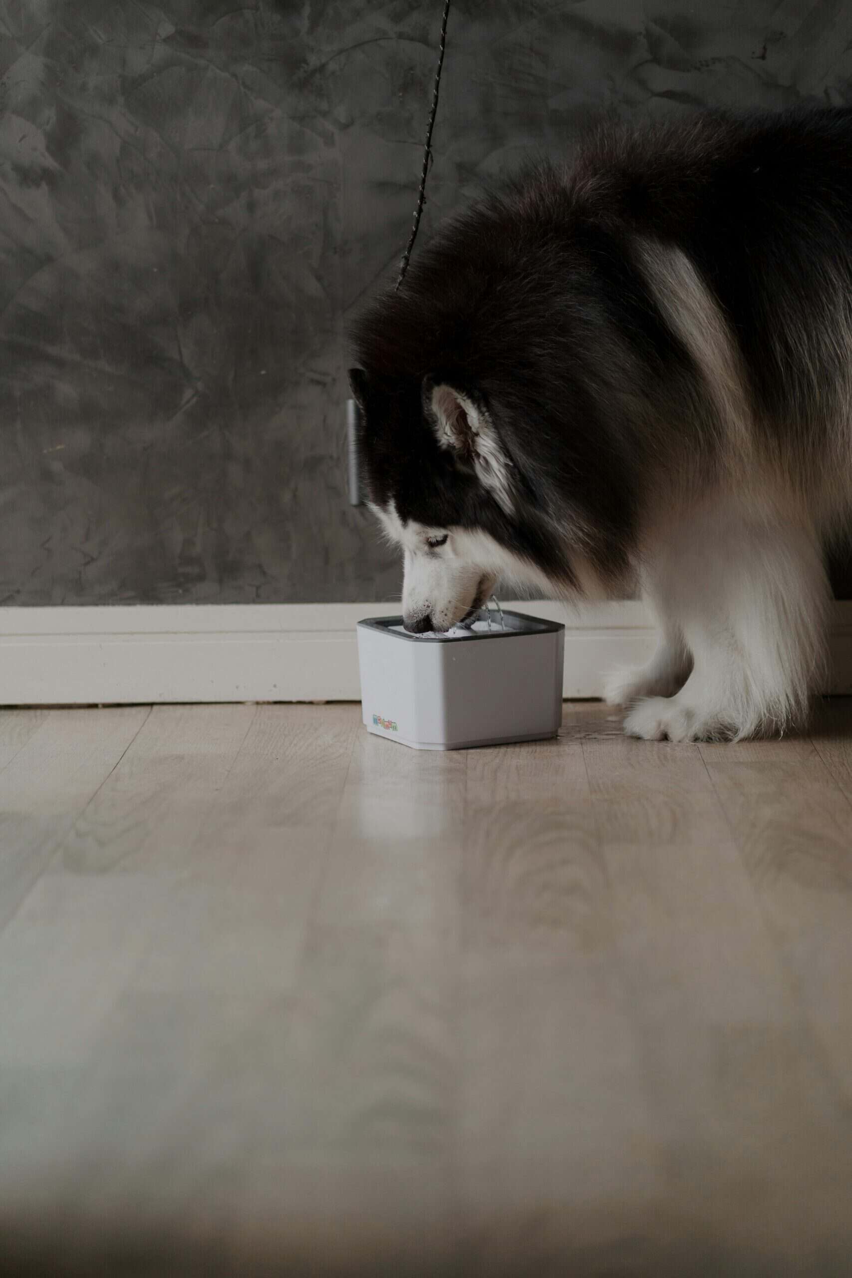 Best Automatic Pet Feeders in 2026: Never Miss a Meal, Manage Portions, and Keep Your Pet Happy