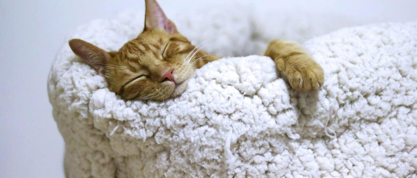 Best Cat Beds for Indoor Cats in 2026: Cozy Designs, Deep Sleep, and a Spot Your Cat Will Actually Use