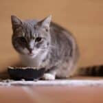 best cat food for senior cats in 2026