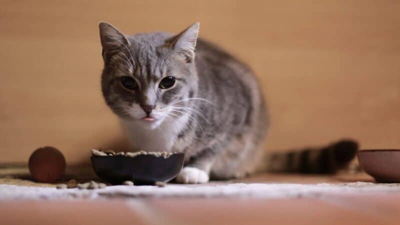best cat food for senior cats in 2026