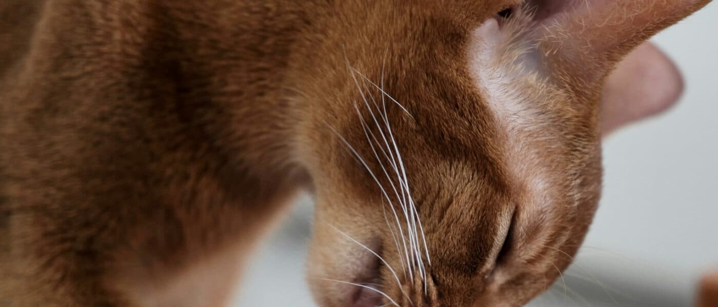 Best Cat Nail Clippers in 2026: Clean Cuts, No Stress, and the Right Tool for Every Cat Owner