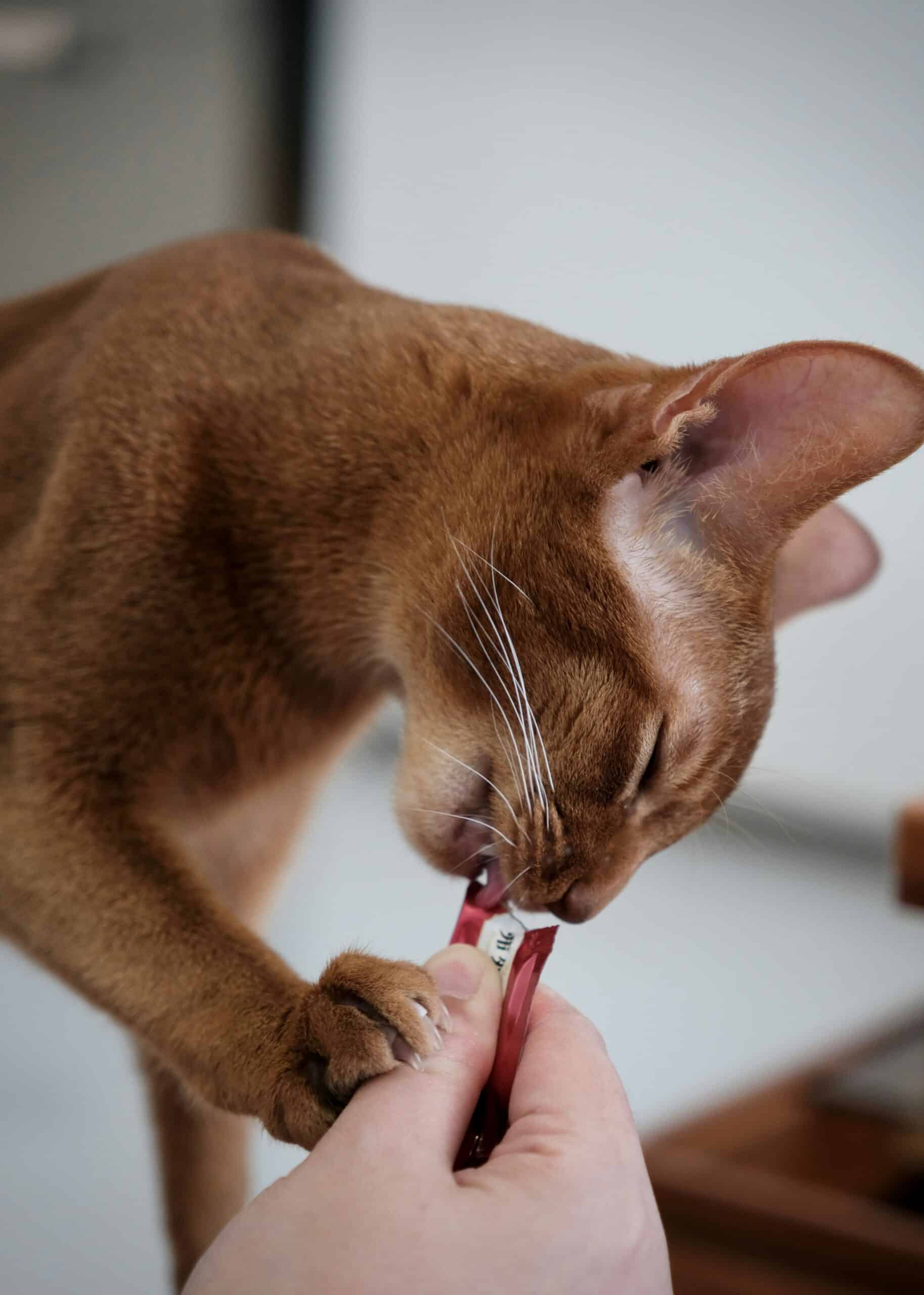 Best Cat Nail Clippers in 2026: Clean Cuts, No Stress, and the Right Tool for Every Cat Owner