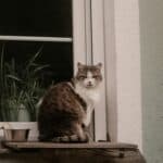 best cat perches in 2026