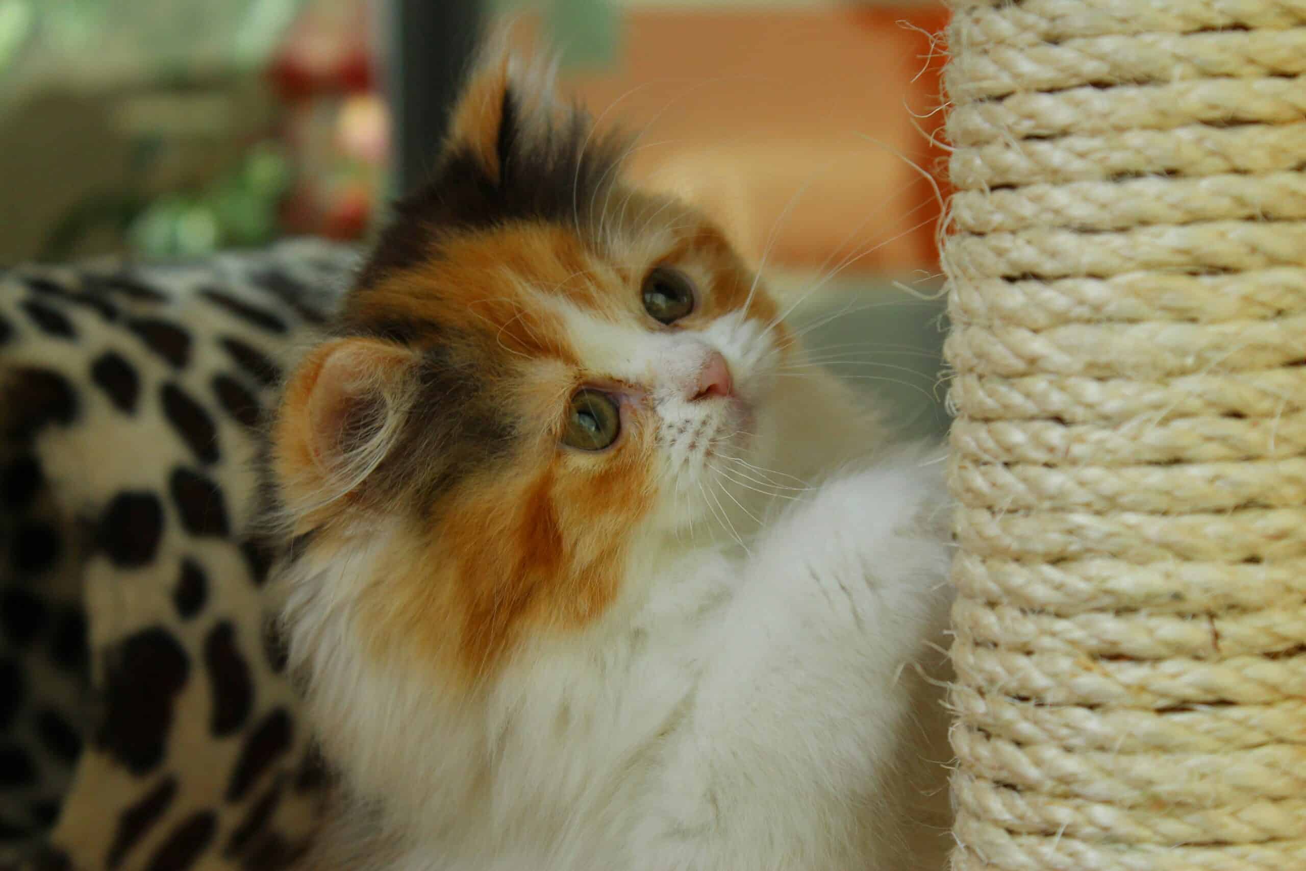 Best Cat Scratching Posts in 2026: Save Your Furniture, Satisfy Your Cat, and Last for Years