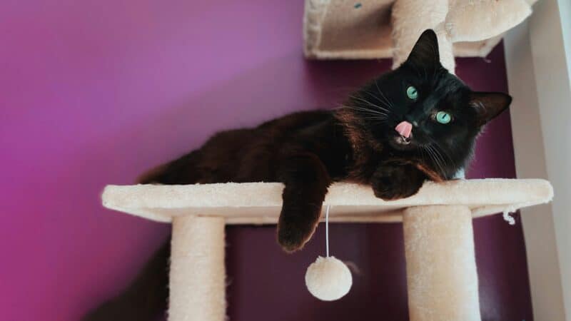 best-cat-trees-for-apartments-in-2026