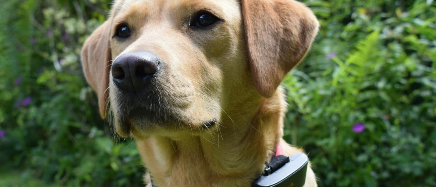 Best Dog GPS Trackers in 2026: 5 Real-Time Trackers That Find Lost Dogs and Track Daily Activity