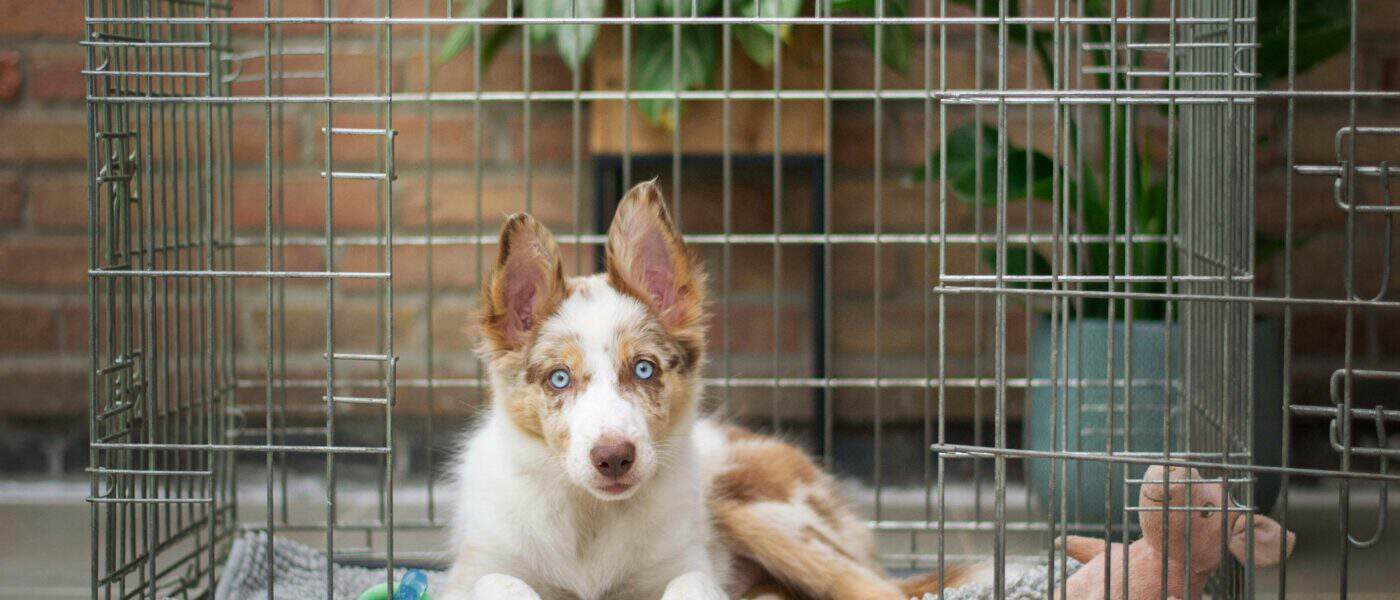 Best Dog Crates in 2026: Puppies, Travel, Home Training, and Large Breeds