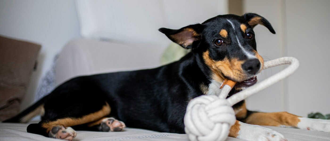 Best Dog Enrichment Toys for High-Energy Dogs in 2026: That Burn Mental Energy