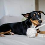 best dog enrichment toys for high energy dogs in 2026